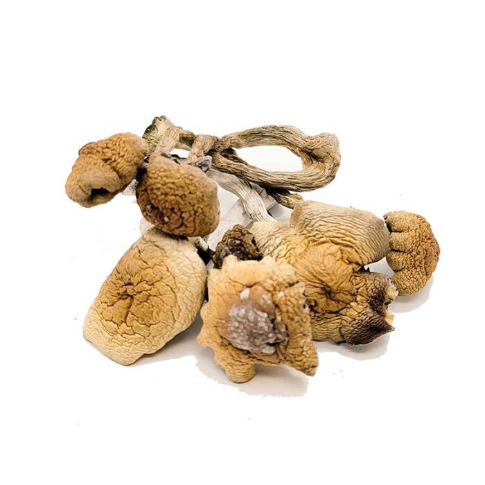 Buy B+ Magic Mushrooms Michigan