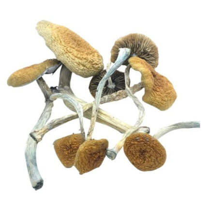 Buy Mazatapec Mushrooms Online Michigan