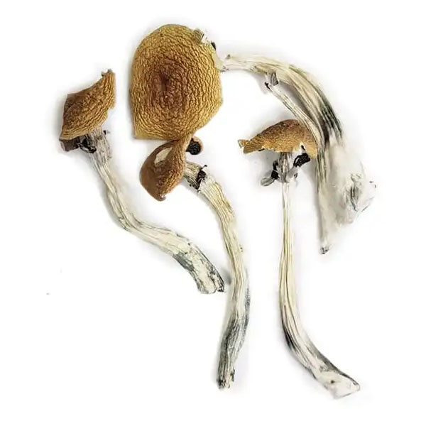 Buy Wavy Caps Mushrooms Michigan